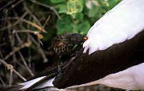 Vampire finch (Geospiza difficilis) attacking Masked booby, Wolf Island, Galapagos