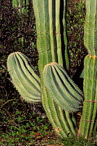 Cardon cactus {Pachycerus grandis} Santa Catalina Is, Mexico Sea of Cortez