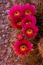 Hedgehog cactus in flower {Echinocereus engelmanni} Arizona, USA
