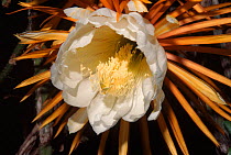 Night flowering cactus {Selenicereus grandiflorus} Zapata swamp, Cuba flowers on one night only