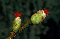 Hazel female inflorescence {Corylus avellana} Scotland, UK