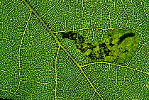 Leaf miner larva and excrement seen through Oak leaf {Quercus sp} Scotland, UK