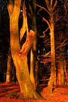 European beech tree at dawn {Fagus sylvatica} Angus, Scotland, UK