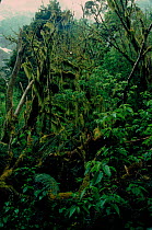 Hanging mosses on Mountain beech {Nothofagus solandri} Fiordland NP, New Zealand