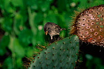 Large cactus ground finch {Geospiza conirostris} on cactus, Tower Island, Galapagos