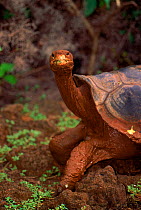 Hood (Saddleback) tortoise {Geochelone elephantopus hoodensi}, Hood Isl, Galapagos Darwin Research Centre