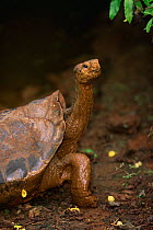 Hood or Saddleback tortoise {Geochelone elephantopus hoodensi} looking up at leaves, Darwin Research Centre, Hood Is, Galapagos