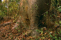 Large base of Pijio / Cuipo tree {Cavanillesia platanifolia}, Cerro Blanco, Ecuador