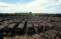 Extracted peat from raised bog, drying out, Republic of Ireland.