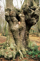 Tree spirit! Entomologist Dr George Beccaloni communing with ancient Beech pollard tree, Epping, UK