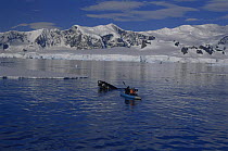 Cameraman Doug Allan in kayak filming  Humpback whale for BBC television series Blue Planet, Antarctic Peninsula 1999