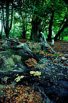 Bracket fungus {Coriolus versicolor} growing on rotting log, UK