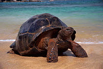 Giant tortoise {Geochelone elephantopus} on shore after swimming, Aldabra, Seychelles