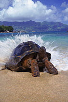 Giant tortoise {Geochelone elephantopus}  wave breaking on back, Aldabra, Seychelles