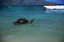 Giant tortoise {Geochelone elephantopus} swimming in sea, Aldabra, Seychelles