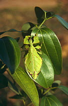 Leaf insect (Phyllinae) cryptic camouflage on leaf, Mahe, Seychelles