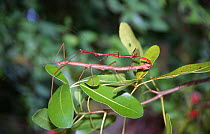 Stick insects mating {Phasmids}, NB sexual dimorphism, Seychelles