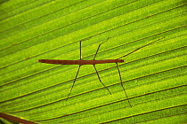 Stick insect {Phasmids} on underside of leaf, Mahe, Seychelles