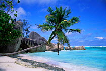 Anse Source D'Argent beach with palm tree over shoreline, La Digue, Seychelles, Indian Ocean