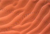 Beetle tracks on sand ripples Moroccoo. North-Africa