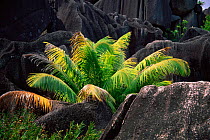 Coconut palm in between Granite rock formations, La Digue, Seychelles