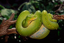 Green Tree Python {Chondopython viridis}resting on branch Australia