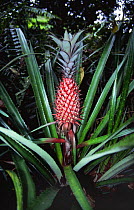 Unripe Wild pineapple {Anas comosus} growing, Mahe, Seychelles