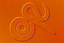 Filarial nematode worm {Toxascaris leonina}, parasitic on large mammals, Magn. X 128