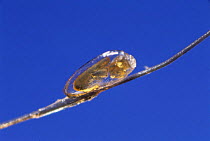 Egg of Head louse {Pediculus humanus capitis} on strand of human hair