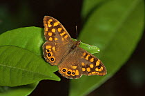 Speckled wood butterfly {Pararge aegeria} on leaves, Portugal