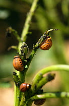 Colorado potato beetle larvae feeding on potato plant (Leptinotarsa decemlineata) USA