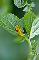 Colorado potato beetle eggs on potato leaf (Leptinotarsa decemlineata) USA