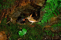 Pale legged willow warbler feeds oriental cuckoo chick. {Phylloscopus tenellipes} Russia South Primorsky region, Ussuriland {Cuculus saturatus}