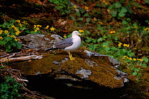 Japanese gull {Larus crassirostris} Ussuriland, Russia South Primorsky region