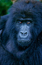 RF- Close up of Mountain gorilla (Gorilla beringei) head portrait. Virunga National Park, Zaire, Central Africa. (This image may be licensed either as rights managed or royalty free.)