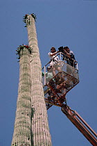 Filming saguaro cactus flowers Arizona, USA