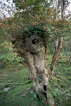 Barn owl {Tyto alba} nest in 200 yr old oak tree {Quercus robur} Dartmoor, Devon, UK