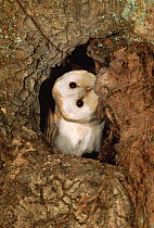 Barn owl in nest hole with head rotated  {Tyto alba} Devon, UK Inquisitive behaviour