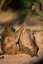 Chacma baboons grooming {Papio ursinus} Chobe NP, Botswana
