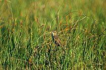 Male Aquatic warbler singing (Acrocephalus paludicola) Biebrza Marshes, Poland