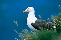 Lesser black backed gull {Larus fuscus} Wales, UK