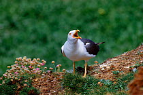 Lesser black backed gull calling {Larus fuscus} Anglesey, Wales, UK South Stack