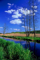 River scene with reeds and alder tree {Alnus glutinosa}  nr Bialowieza forest Poland