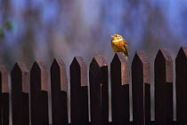Yellowhammer {Emberiza citrinella} male perched on fence Poland