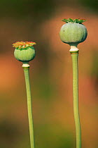 Opium poppy seed heads {Papaver somniferum} Alicante, Spain