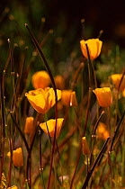 Mexican gold poppy flowers and seed heads {Eschscholzia californica mexicana} Arizona, USA