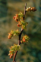 Bog myrtle male inflorescence {Myrica gale} Scotland, UK