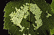 Leaf miner damage to Silver birch leaf (Betula verrucosa) Scotland, UK