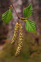 Downy birch male inflorescence {Betula pubescens} Scotland