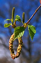 Downy birch {Betula pubescens} male and female flowers. Scotland, UK